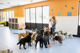 What To Know About Doggy Daycare Services